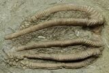 Fossil Crinoid (Agaricocrinus) - Crawfordsville, Indiana #371584-1